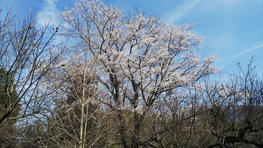 桜の季節?